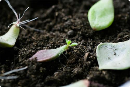 多肉叶片怎么快速繁殖
