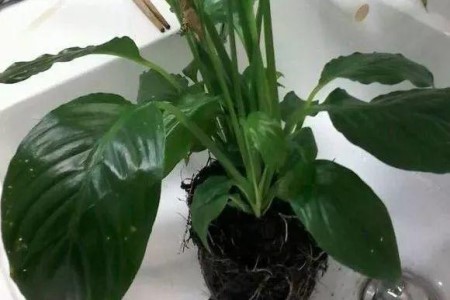 土养白掌怎么水培