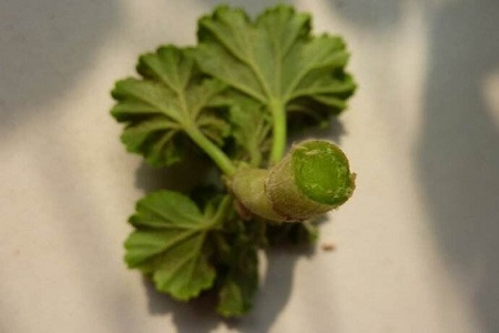 天竺葵什么季节扦插