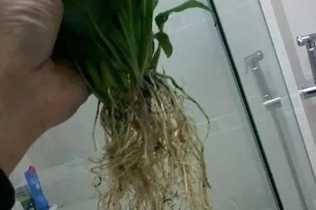 土养白掌怎么水培