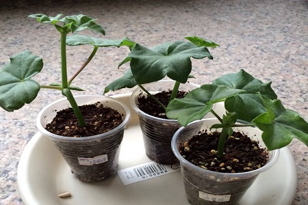 天竺葵什么季节扦插