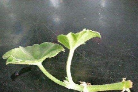 天竺葵什么季节扦插