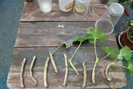 天竺葵什么季节扦插