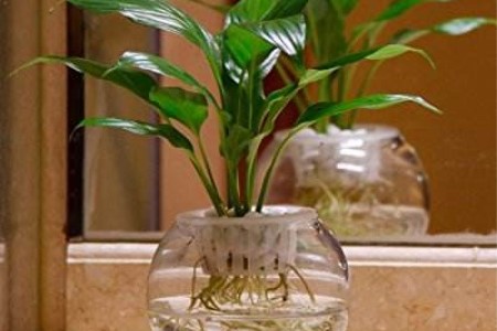 土养白掌怎么水培