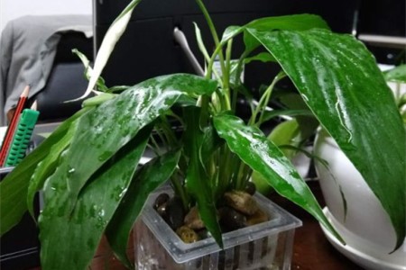 白掌花变黄了解决办法