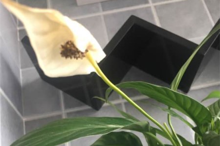 白掌花变黄了解决办法