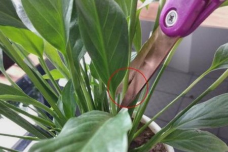 白掌花变黄了解决办法