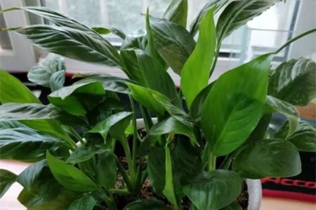 白掌浇水过多怎么救