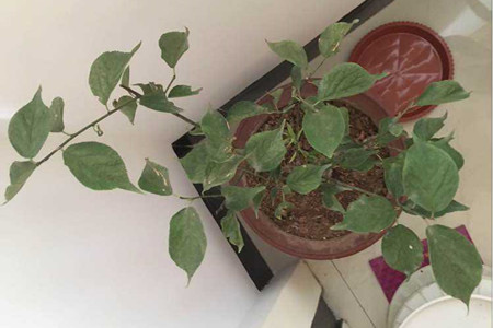 梅花什么时候落叶