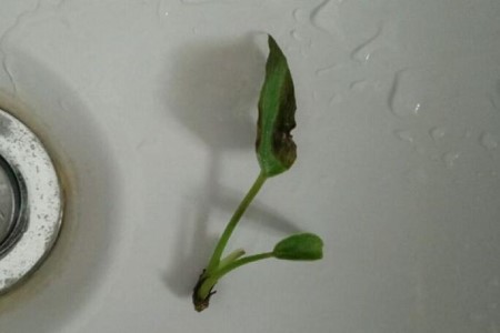 红掌的扦插办法