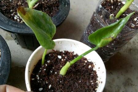 红掌的扦插办法