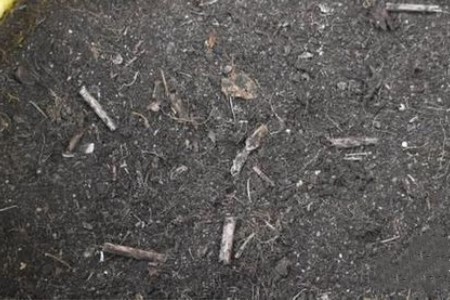 红掌的扦插办法