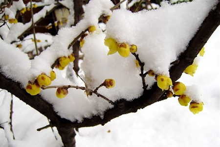 梅花在几月份开花