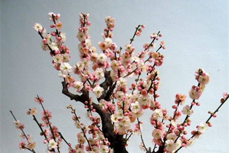 梅花在几月份开花