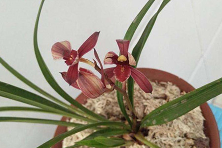 兰花什么季节施肥最好