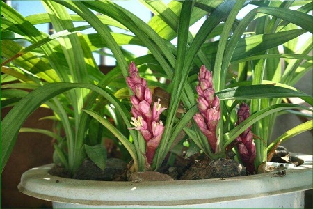 兰花什么季节施肥最好