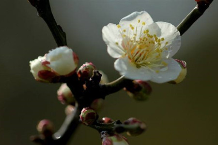 梅花在几月份开花