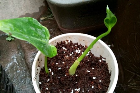 红掌的繁殖办法