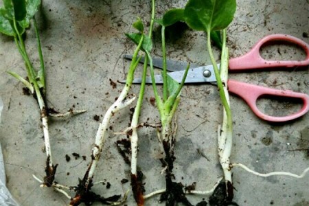 红掌的繁殖办法