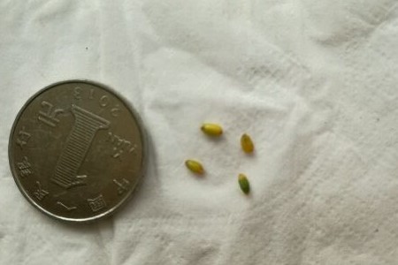 红掌的繁殖办法