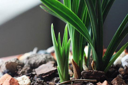 兰花什么季节施肥最好