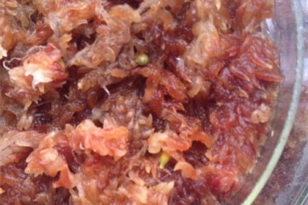 红掌的繁殖办法