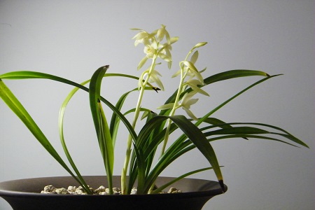 兰花什么季节施肥最好