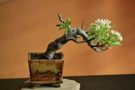 梅花盆景的养殖办法