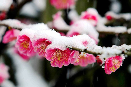 梅花盆景的养殖办法