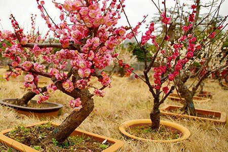 梅花盆景的养殖办法