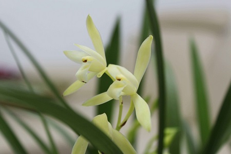 兰花夏天怎么浇水