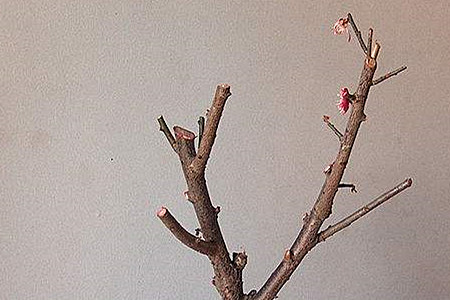 梅花盆景的养殖办法