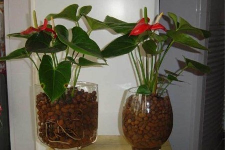 红掌的水培办法