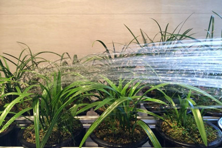 兰花夏天怎么浇水