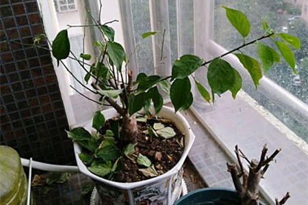 梅花夏天怎么养