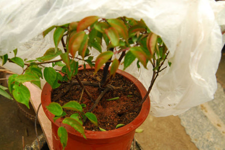 梅花夏天怎么养