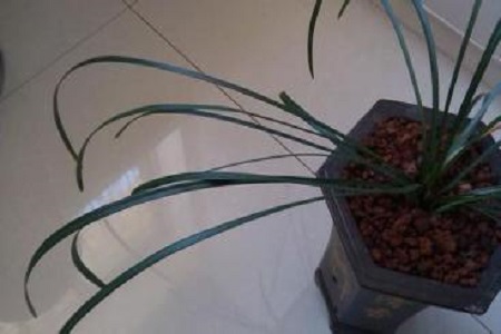 兰花叶子卷曲怎么救活