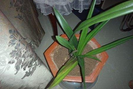 兰花叶子卷曲怎么救活