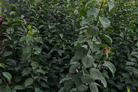 梅花夏天怎么养