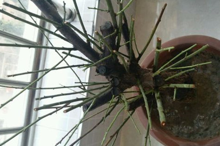 梅花夏天怎么养