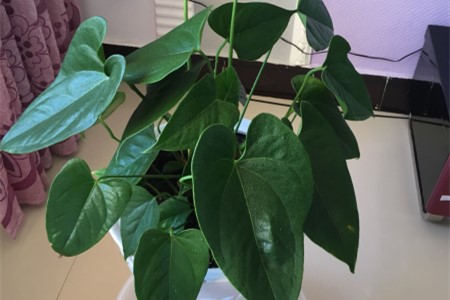 红掌不开花是啥原因