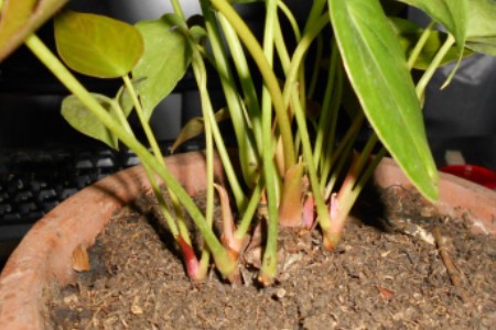 红掌不开花是啥原因