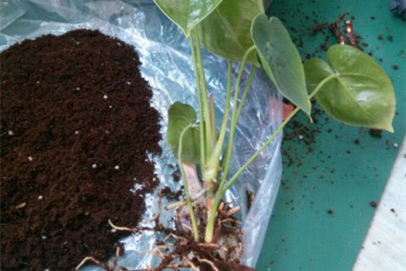 红掌叶子烂了解决办法