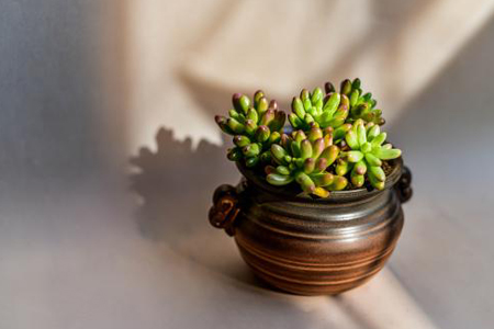 多肉怎么养才能出状态