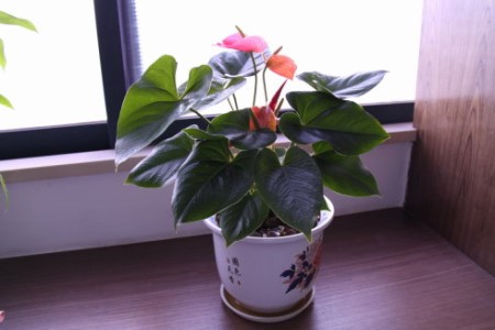 红掌叶子烂了解决办法