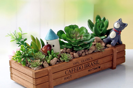 多肉怎么养才能出状态