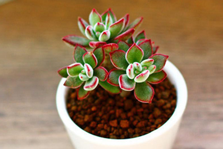 多肉怎么养才能出状态