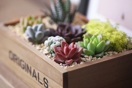 多肉怎么养才能出状态