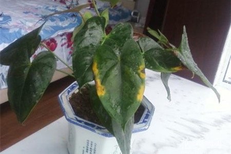 红掌叶子烂了解决办法