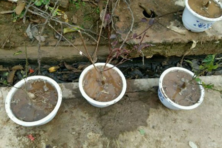 梅花卷叶解决办法